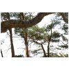 22731 nordic pocket saw arborist v2 dsc 1076 scaled bushcraftshop nordic pocket saw 002