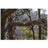 22731 2 nordic pocket saw arborist v2 dsc 1101 scaled bushcraftshop nordic pocket saw 004