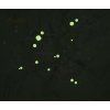 251708 17 boll stellar right eucalyptus forestgreen